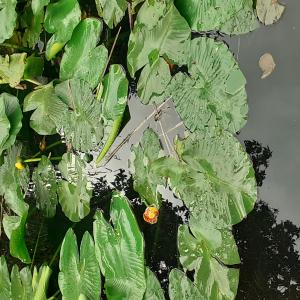 Photographie n°2479630 du taxon Nuphar lutea (L.) Sm. [1809]