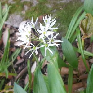 Photographie n°2479646 du taxon Allium ursinum L. [1753]