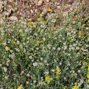 Photographie n°2479672 du taxon Dorycnium pentaphyllum Scop.