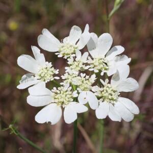 Photographie n°2479682 du taxon Orlaya grandiflora (L.) Hoffm.