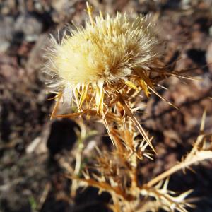 Photographie n°2479702 du taxon Carlina corymbosa L. [1753]