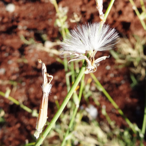 Photographie n°2479721 du taxon Chondrilla juncea L. [1753]