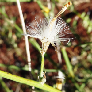 Photographie n°2479722 du taxon Chondrilla juncea L. [1753]