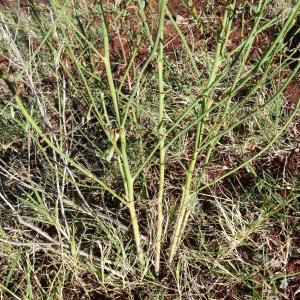 Photographie n°2479726 du taxon Chondrilla juncea L. [1753]