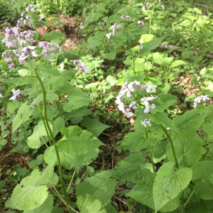 Photographie n°2479753 du taxon Lunaria rediviva L. [1753]