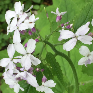 Photographie n°2479755 du taxon Lunaria rediviva L. [1753]