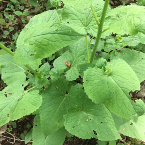 Photographie n°2479756 du taxon Lunaria rediviva L. [1753]