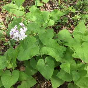 Photographie n°2479758 du taxon Lunaria rediviva L. [1753]