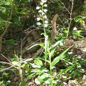 Photographie n°2479792 du taxon Cephalanthera longifolia (L.) Fritsch