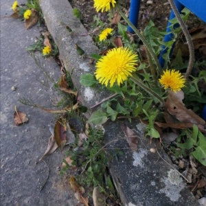 Photographie n°2479799 du taxon Taraxacum div. Sp.