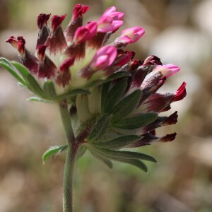 Photographie n°2479830 du taxon Anthyllis vulneraria L.