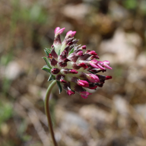 Photographie n°2479832 du taxon Anthyllis vulneraria L.