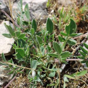 Photographie n°2479833 du taxon Anthyllis vulneraria L.