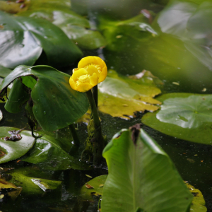 Photographie n°2479902 du taxon Nuphar lutea (L.) Sm. [1809]