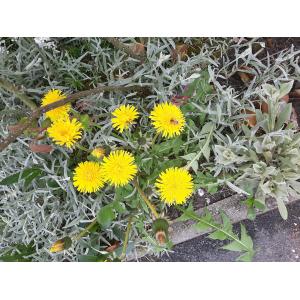 Taraxacum aberrans Hagend., Soest & Zevenb. (Pissenlit)