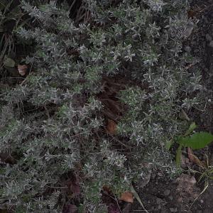 Photographie n°2479916 du taxon Lavandula angustifolia Mill. [1768]