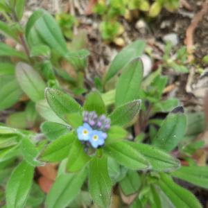 Photographie n°2479917 du taxon Myosotis arvensis (L.) Hill [1764]