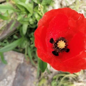 Photographie n°2479933 du taxon Papaver rhoeas