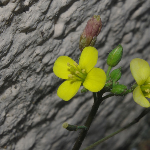  - Diplotaxis muralis subsp. muralis