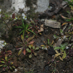 Photographie n°2479986 du taxon Draba verna L. [1753]