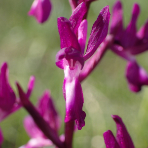 Photographie n°2479987 du taxon Anacamptis laxiflora (Lam.) R.M.Bateman, Pridgeon & M.W.Chase