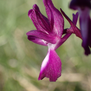 Photographie n°2479990 du taxon Anacamptis laxiflora (Lam.) R.M.Bateman, Pridgeon & M.W.Chase