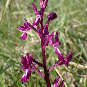 Photographie n°2479991 du taxon Anacamptis laxiflora (Lam.) R.M.Bateman, Pridgeon & M.W.Chase