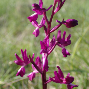 Photographie n°2479992 du taxon Anacamptis laxiflora (Lam.) R.M.Bateman, Pridgeon & M.W.Chase