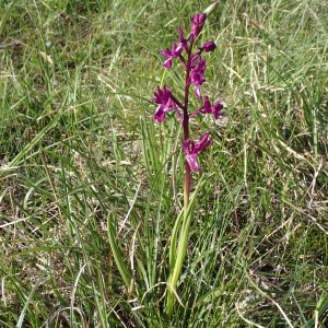 Photographie n°2479996 du taxon Anacamptis laxiflora (Lam.) R.M.Bateman, Pridgeon & M.W.Chase