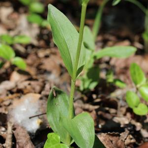 Photographie n°2480019 du taxon Cephalanthera damasonium (Mill.) Druce