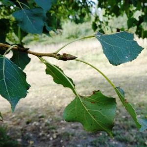 Photographie n°2480026 du taxon Populus nigra L. [1753]