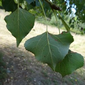 Photographie n°2480027 du taxon Populus nigra L. [1753]