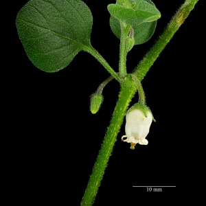 Photographie n°2480035 du taxon Salpichroa origanifolia (Lam.) Baill.