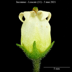 Photographie n°2480037 du taxon Salpichroa origanifolia (Lam.) Baill.
