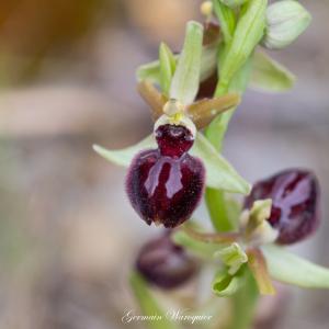 Photographie n°2480057 du taxon Ophrys provincialis (Baumann & Künkele) Paulus [1988]