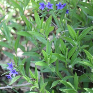 Photographie n°2480070 du taxon Buglossoides purpurocaerulea (L.) I.M.Johnst. [1954]