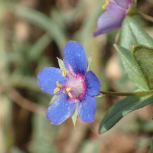 Photographie n°2480087 du taxon Lysimachia arvensis (L.) U.Manns & Anderb.