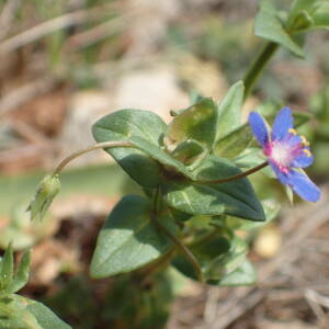 Photographie n°2480089 du taxon Lysimachia arvensis (L.) U.Manns & Anderb.