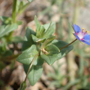 Photographie n°2480090 du taxon Lysimachia arvensis (L.) U.Manns & Anderb.