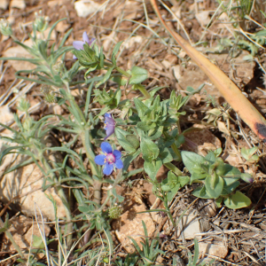 Photographie n°2480091 du taxon Lysimachia arvensis (L.) U.Manns & Anderb.