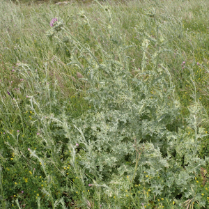 Photographie n°2480103 du taxon Silybum marianum (L.) Gaertn.