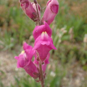 Photographie n°2480105 du taxon Antirrhinum majus L.