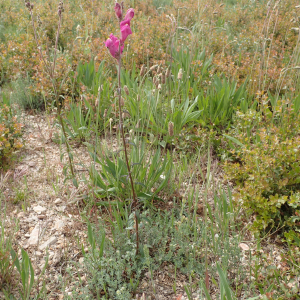 Photographie n°2480109 du taxon Antirrhinum majus L.