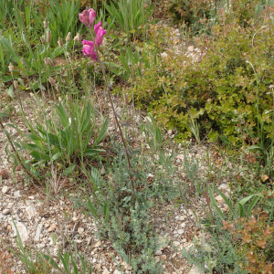 Photographie n°2480110 du taxon Antirrhinum majus L.