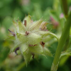 Photographie n°2480111 du taxon Trifolium resupinatum L.
