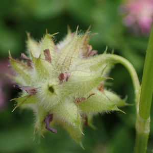 Photographie n°2480114 du taxon Trifolium resupinatum L.