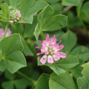 Photographie n°2480116 du taxon Trifolium resupinatum L.