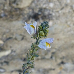 Photographie n°2480119 du taxon Linaria repens (L.) Mill. [1768]