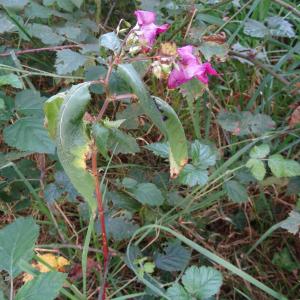 Photographie n°2480200 du taxon Impatiens glandulifera Royle [1833]