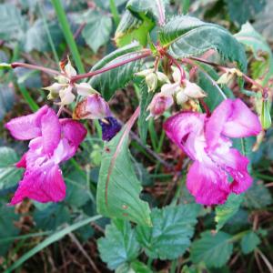 Photographie n°2480202 du taxon Impatiens glandulifera Royle [1833]